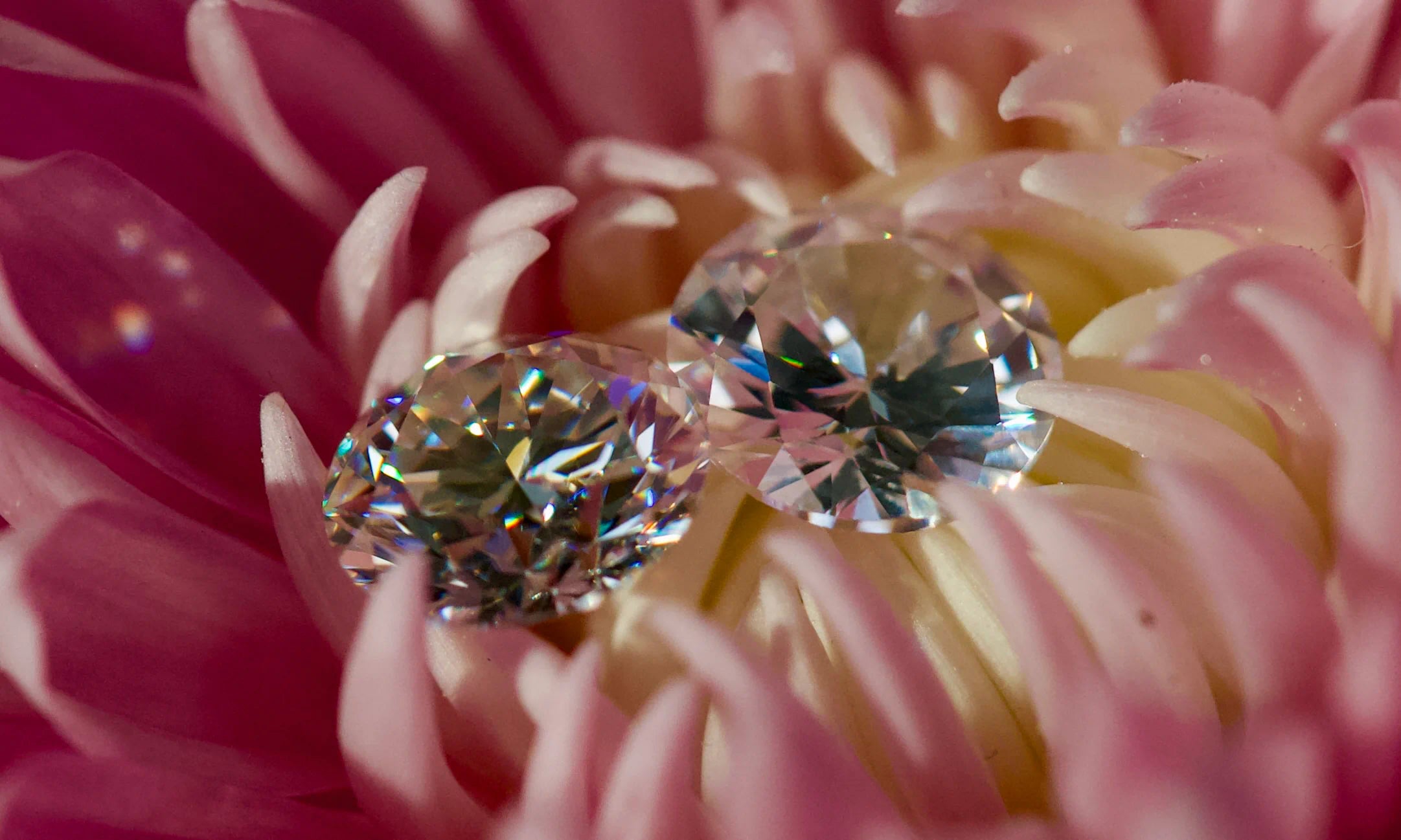 Echte Makroaufnahme von Moissanite und Zirkonia auf einer rosa Blüte im direkten Vergleich: Sichtbares Funkeln, Lichtspiel und Unterschiede bei Brillanz und Klarheit mit echten Nahaufnahmen erklärt.