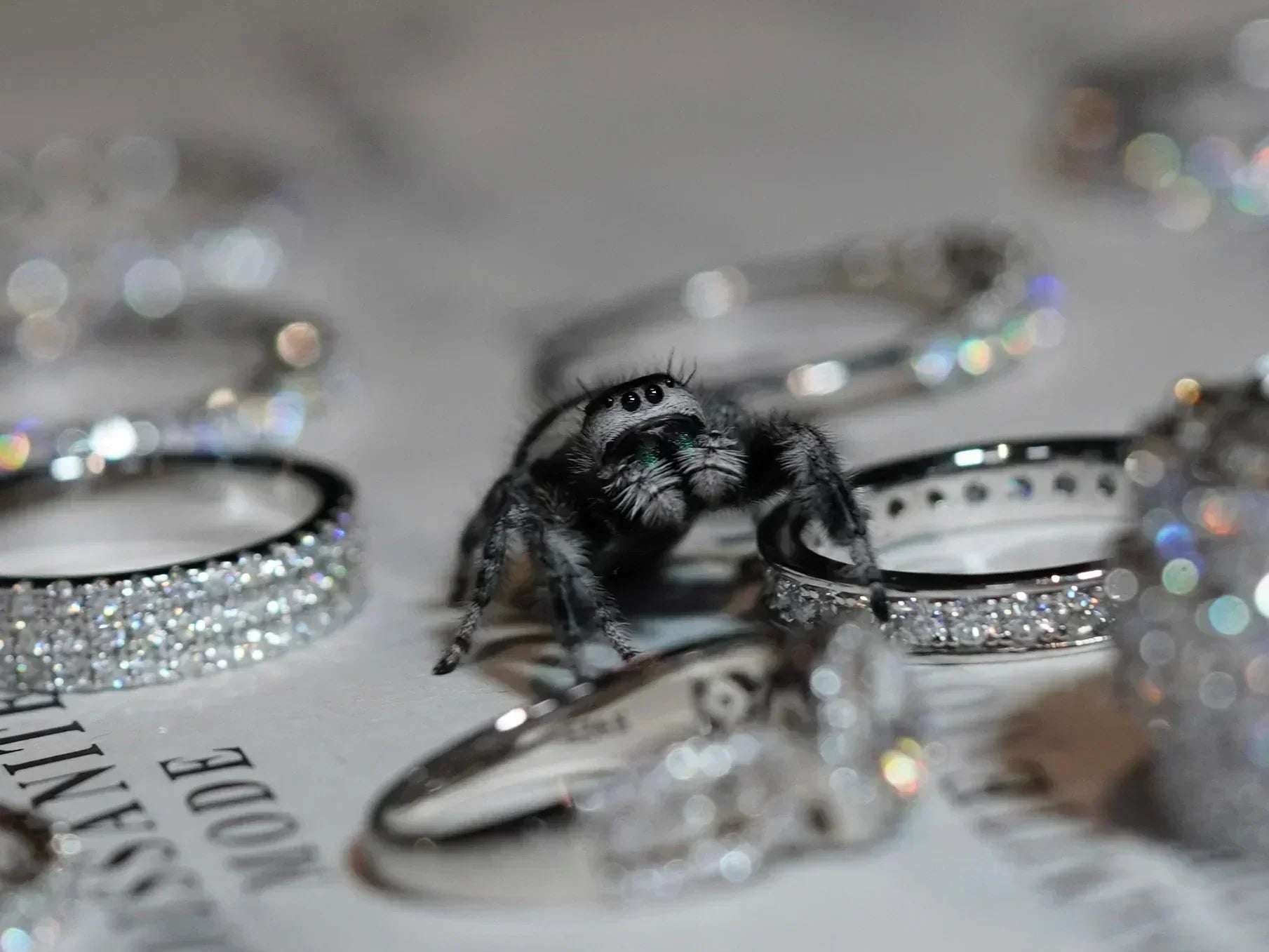 moissnaite mode spring spinne neben funkelnden moissanite ringen