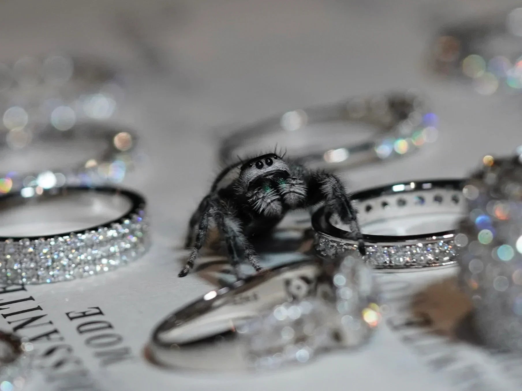 moissnaite mode spring spinne neben funkelnden moissanite ringen