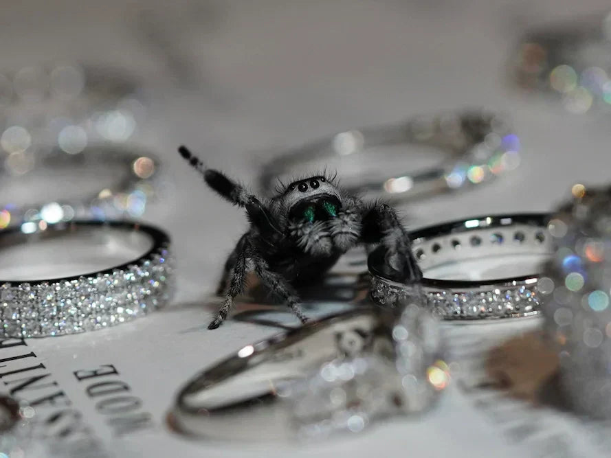 Spring Spinne Winkt mit der Hand in die Kamera und hat leuchtende Augen