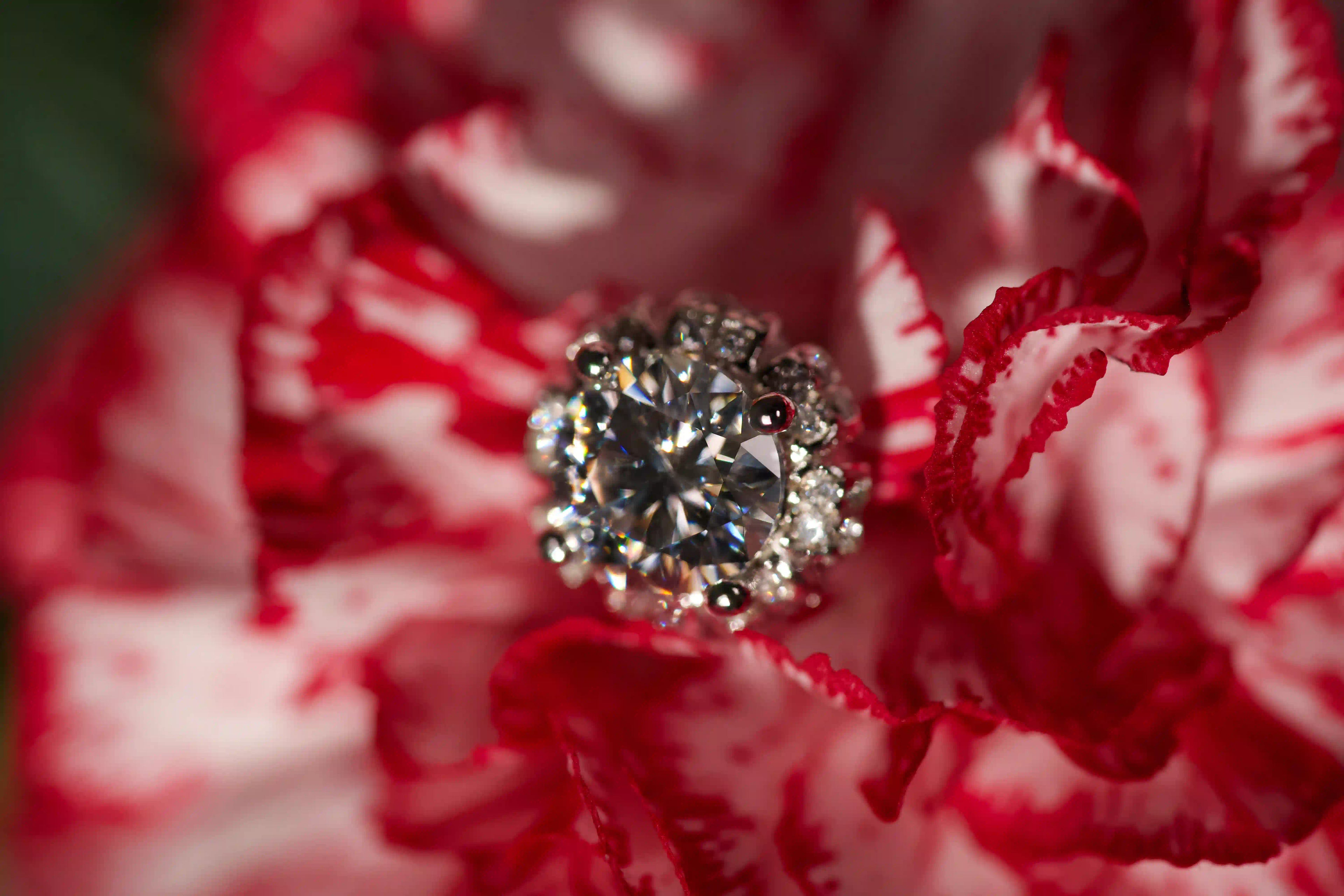 Echte Makroaufnahme von Moissanite Blüten Ohrsteckern im echten Licht auf einer rot weißen Blüte. Intensives Funkeln stärker als bei Diamanten mit diamantähnlicher Härte. Zeitloser 925 Silber Schmuck als robustes Geschenk für den Alltag und Erinnerungen die bleiben.
