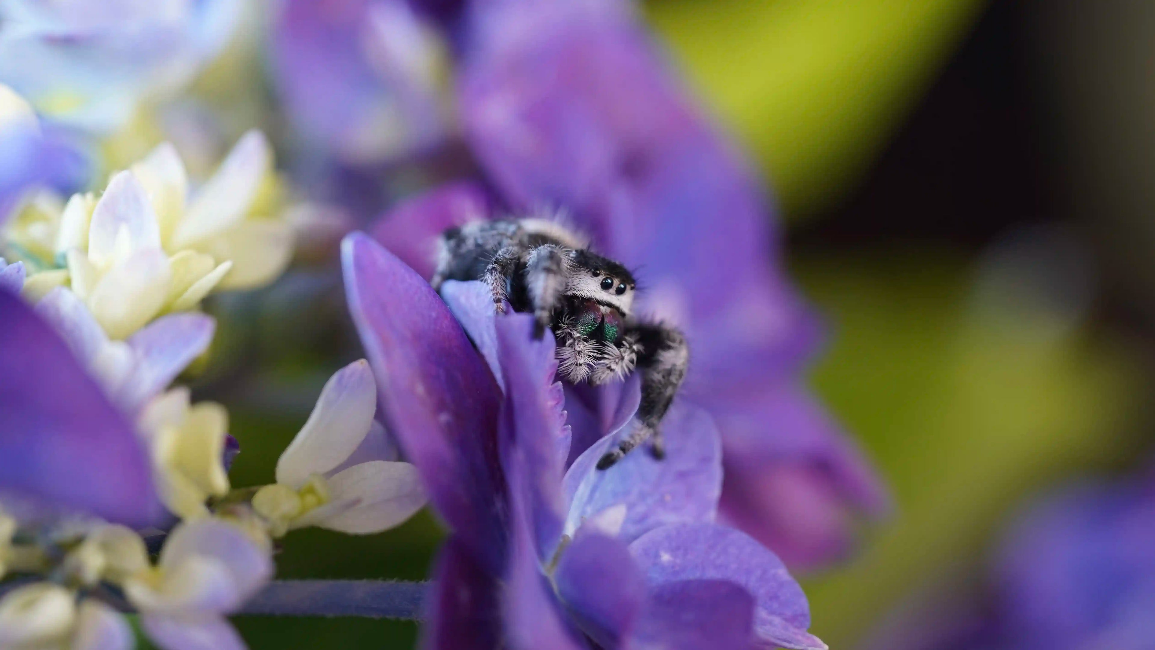 Moissanite Mode Spring Spinne Bahamas auf einer lila Blume in der Natur