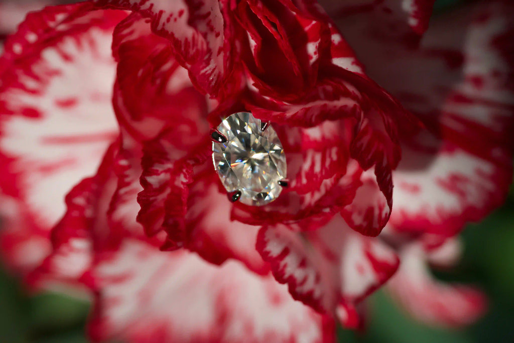 Echte Makroaufnahme von Ovalschliff Moissanite Ohrsteckern im echten Licht auf einer rot weißen Blüte. Intensiveres Funkeln als bei Diamanten mit diamantähnlicher Härte. Zeitloser 925 Silber & Weißgold Schmuck für den Alltag und besondere Geschenke die in Erinnerung bleiben.
