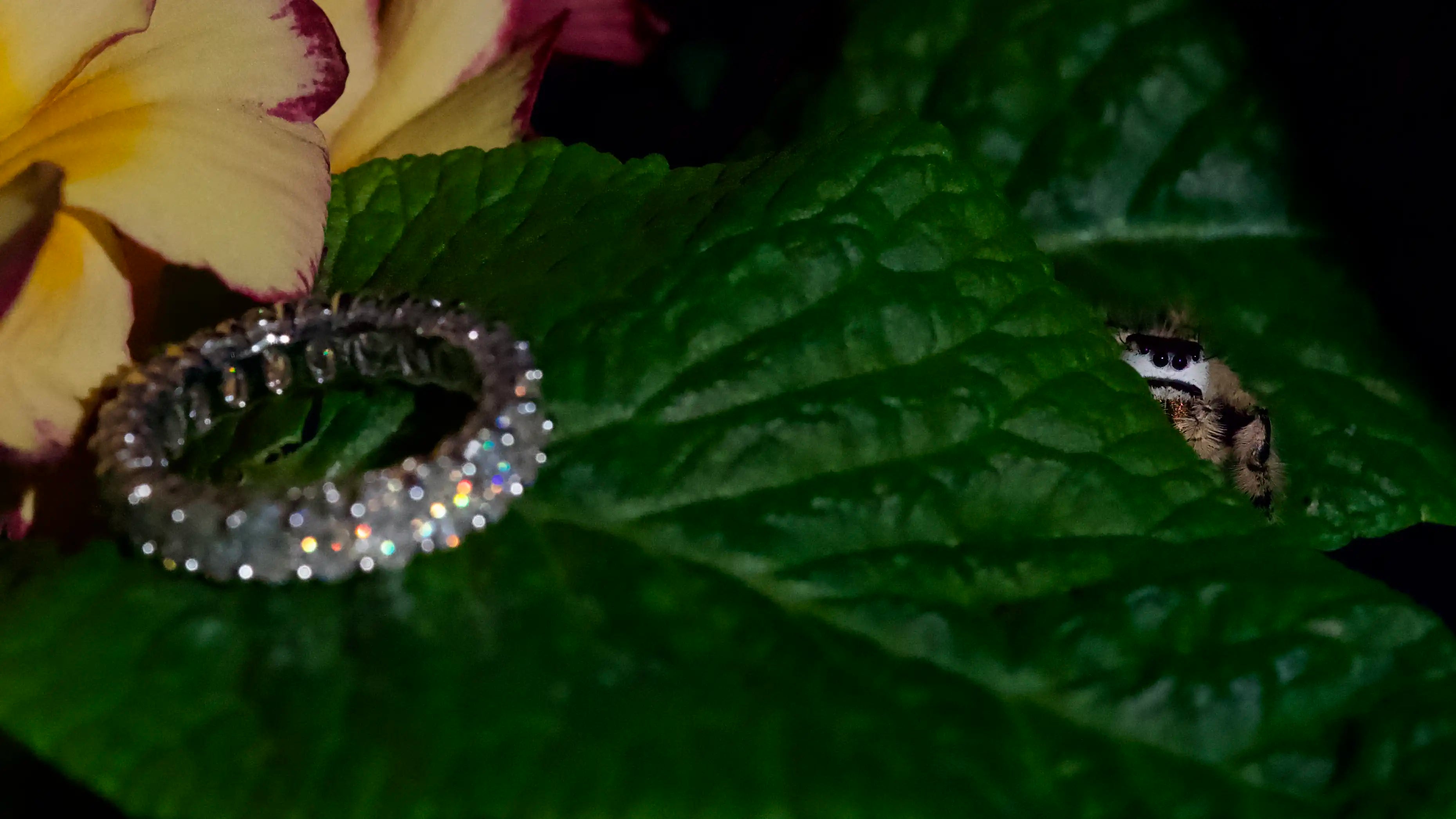 Ovaler Moissanite Eternity Ring mit Rundum Ovalen Moissnaite Schmuck Steinen und einer Spring Spinne daneben