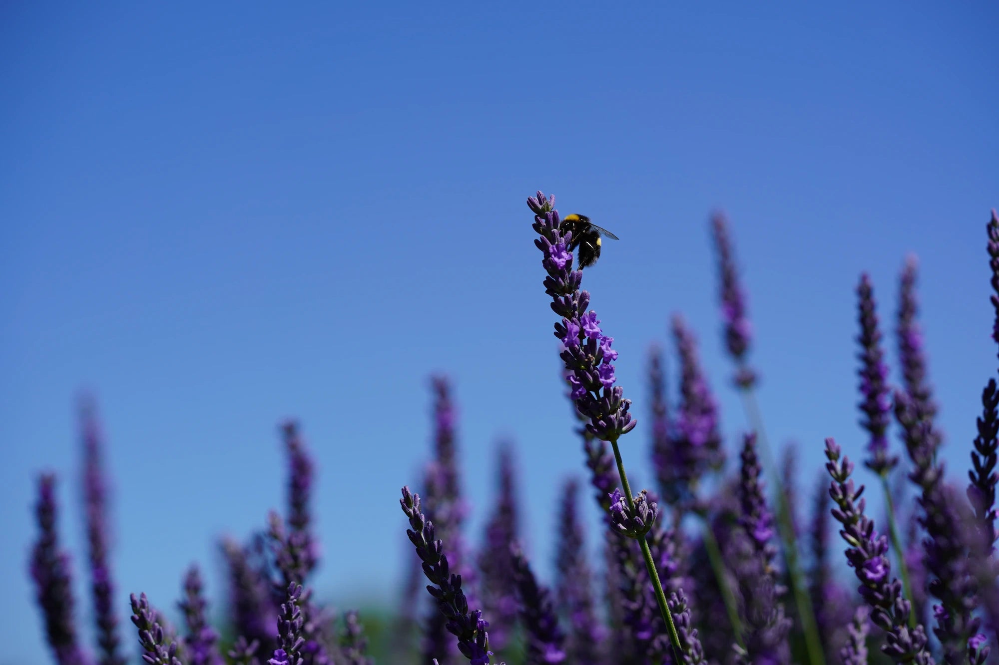 Hummel Landet auf einem Lavendel Strauch und zeigt ihre Flügel
