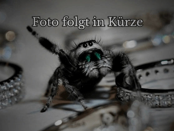 Moissanite Schmuck Foto folgt in Kürze