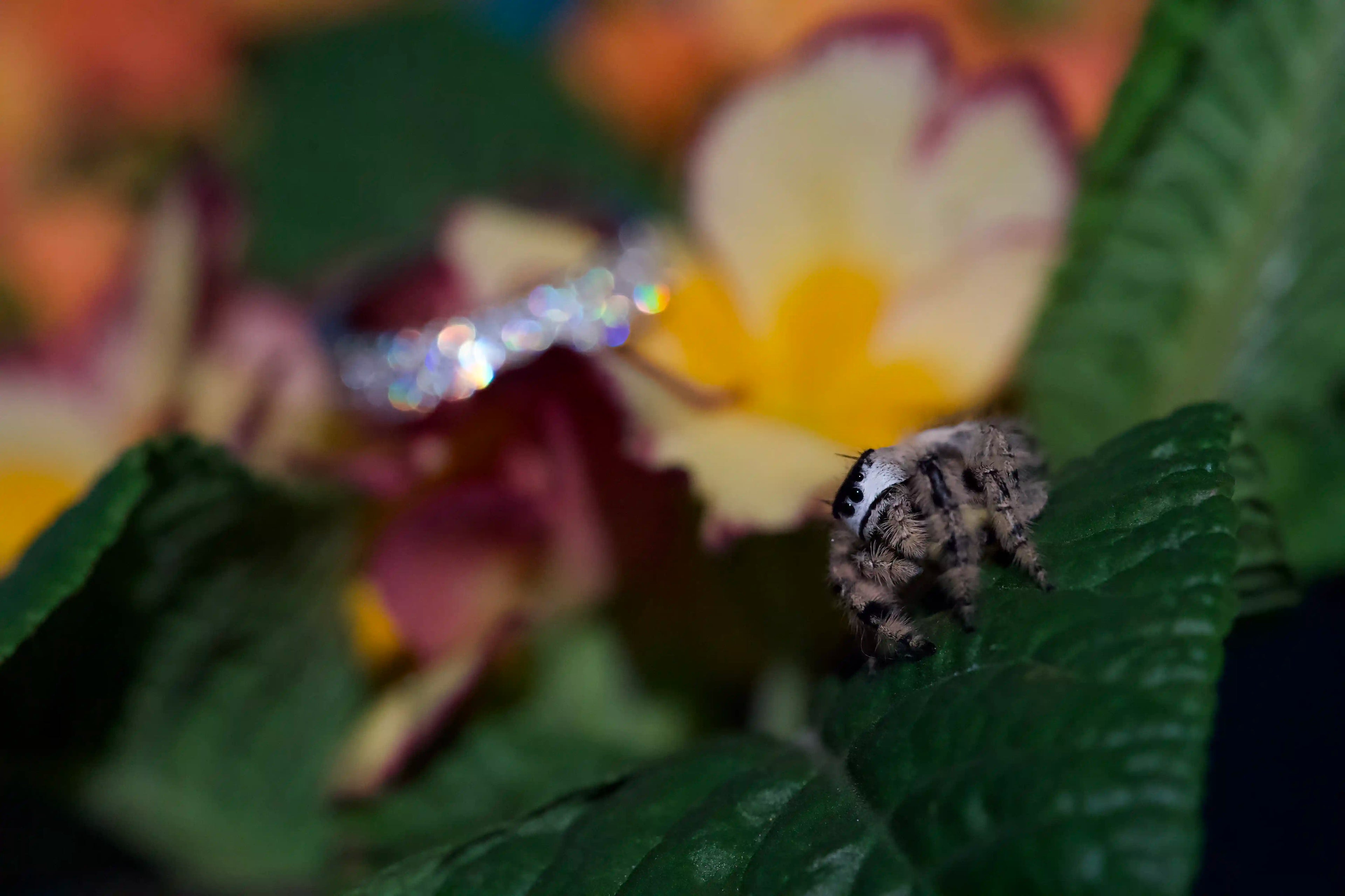 makroaufnahme einer springspinne auf grünem blatt mit unscharfem moissanite ring im hintergrund zwischen bunten blumen natürliche makrofotografie
