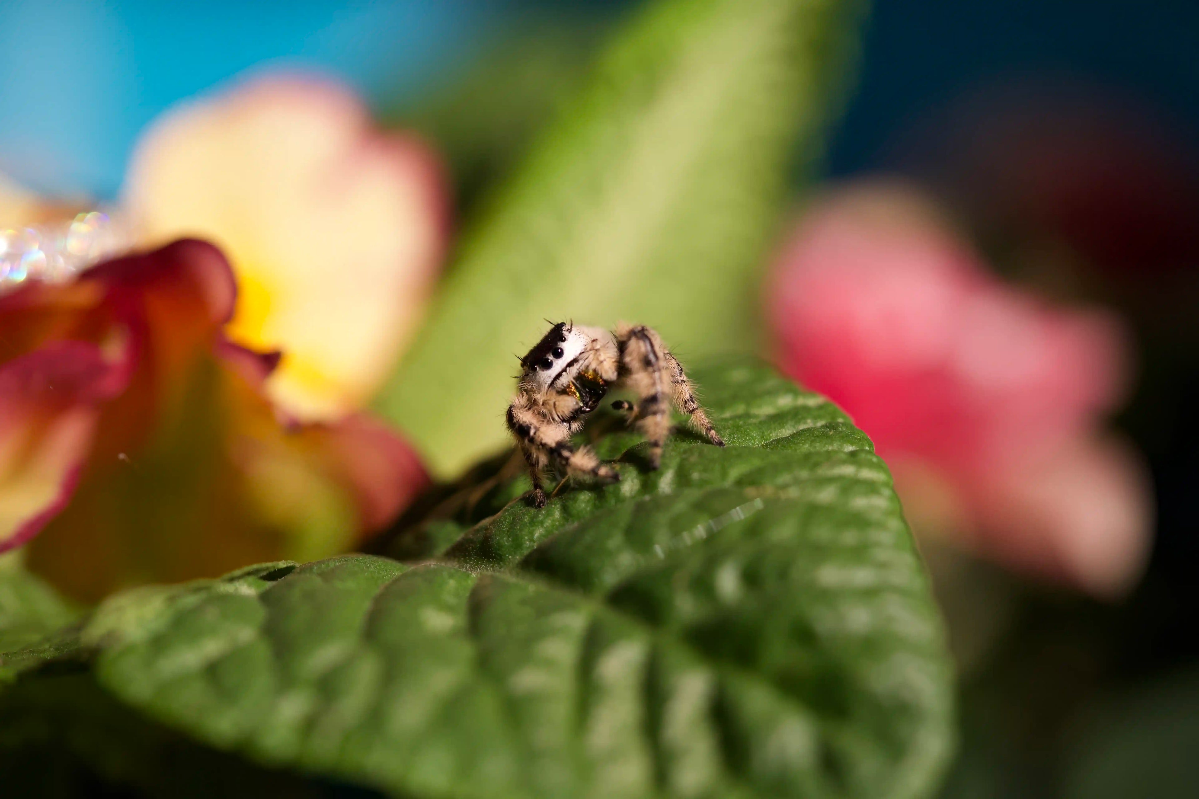 makroaufnahme einer kleinen springspinne auf grünem blatt mit farbigen blumen im unscharfen hintergrund natur makrofotografie detailaufnahme
