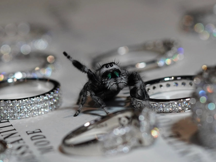 Spring Spinne Winkt mit der Hand in die Kamera und hat leuchtende Augen