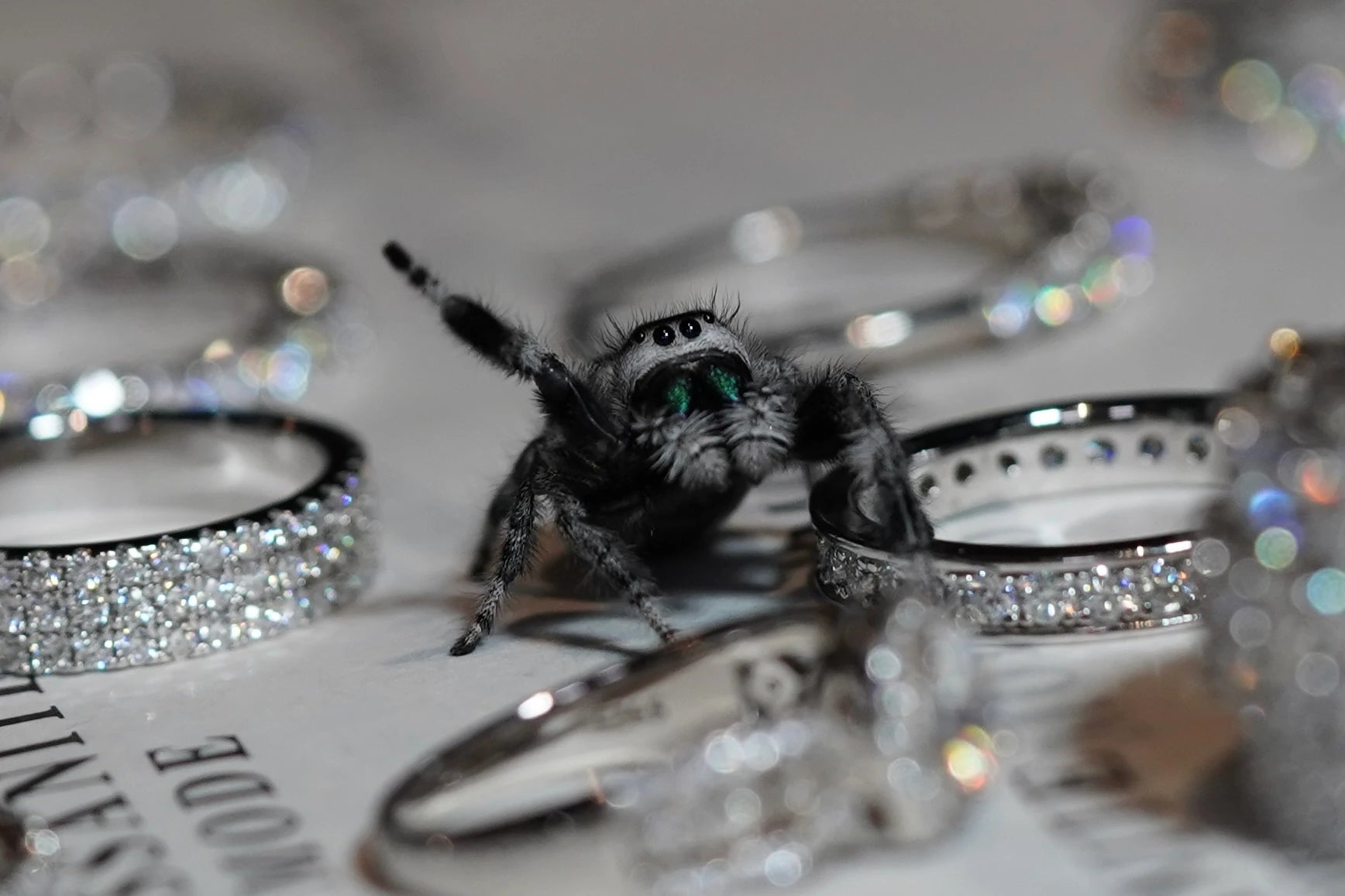 Moissanite Schmuch auf dem Tisch mit einer Spring Spinne am winken