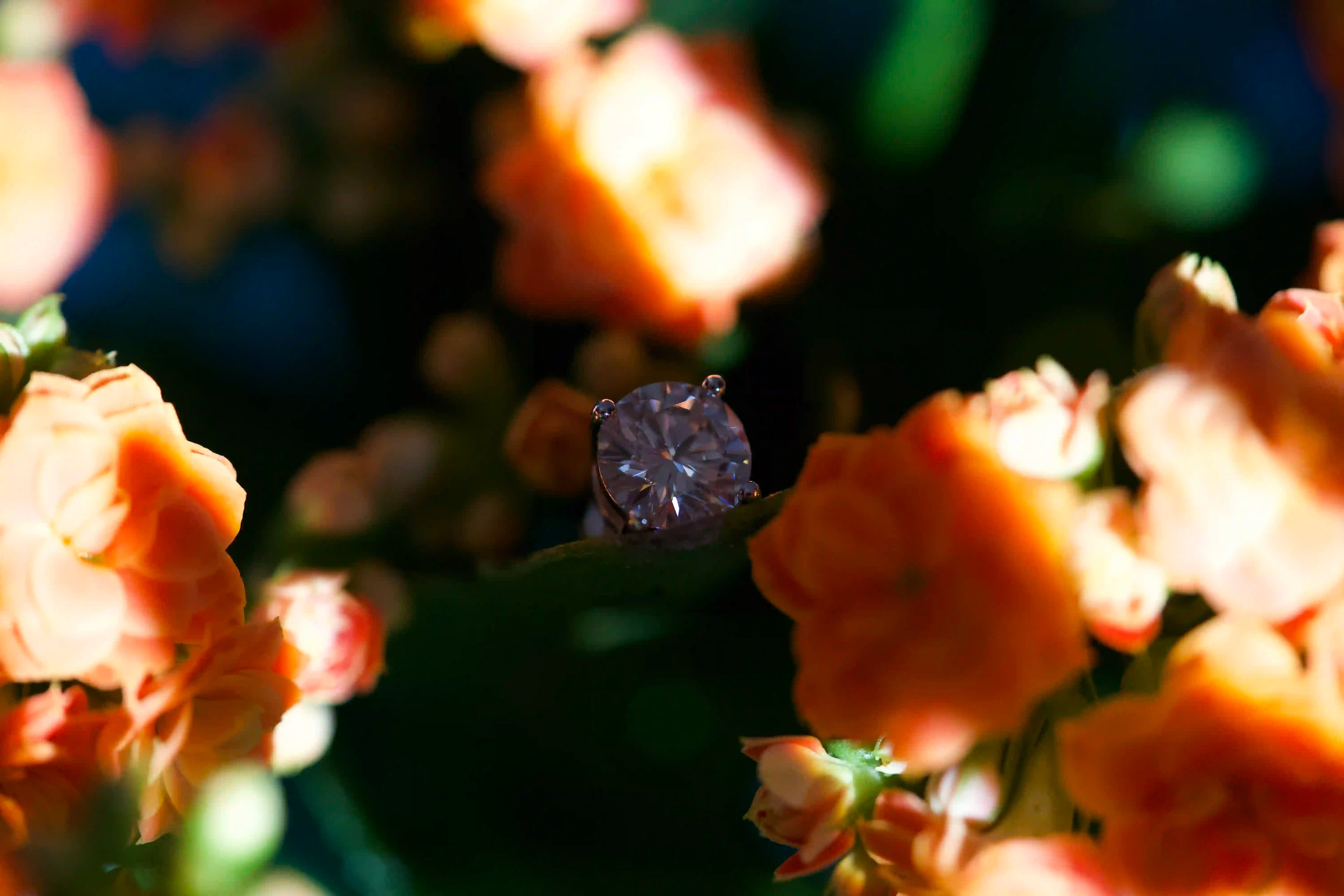 Im Schatten glitzernde Moissanite Ohrstecker mit nur einem Mittelstein gehalten von 4 Zinken