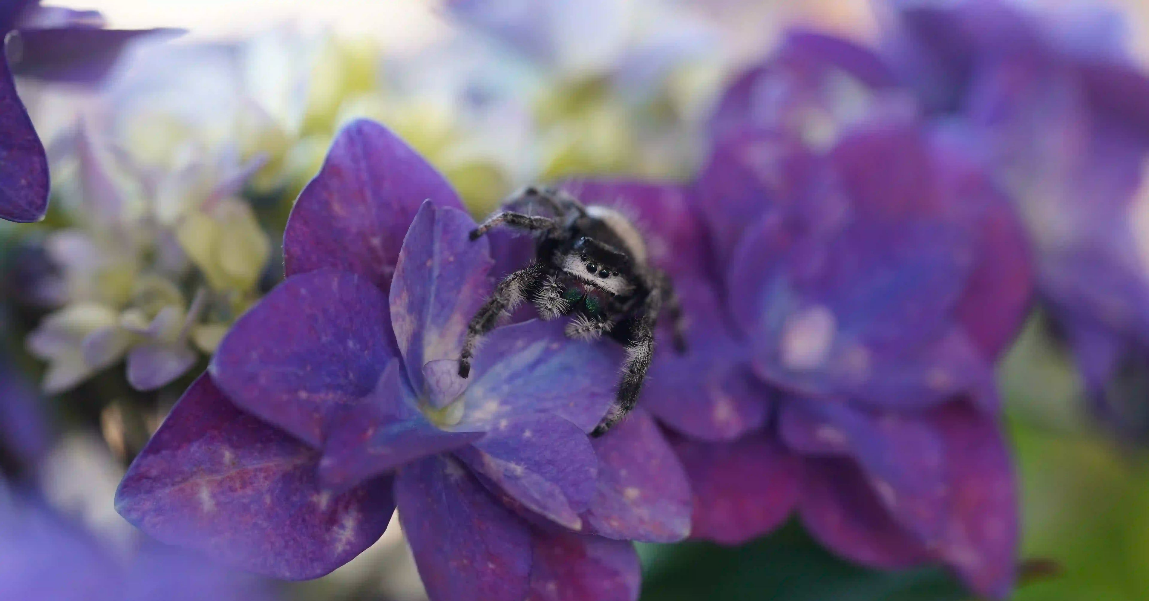 Nachthimmel Sternen Blume in Lila Blau mit Spring Spinne Bahamas 