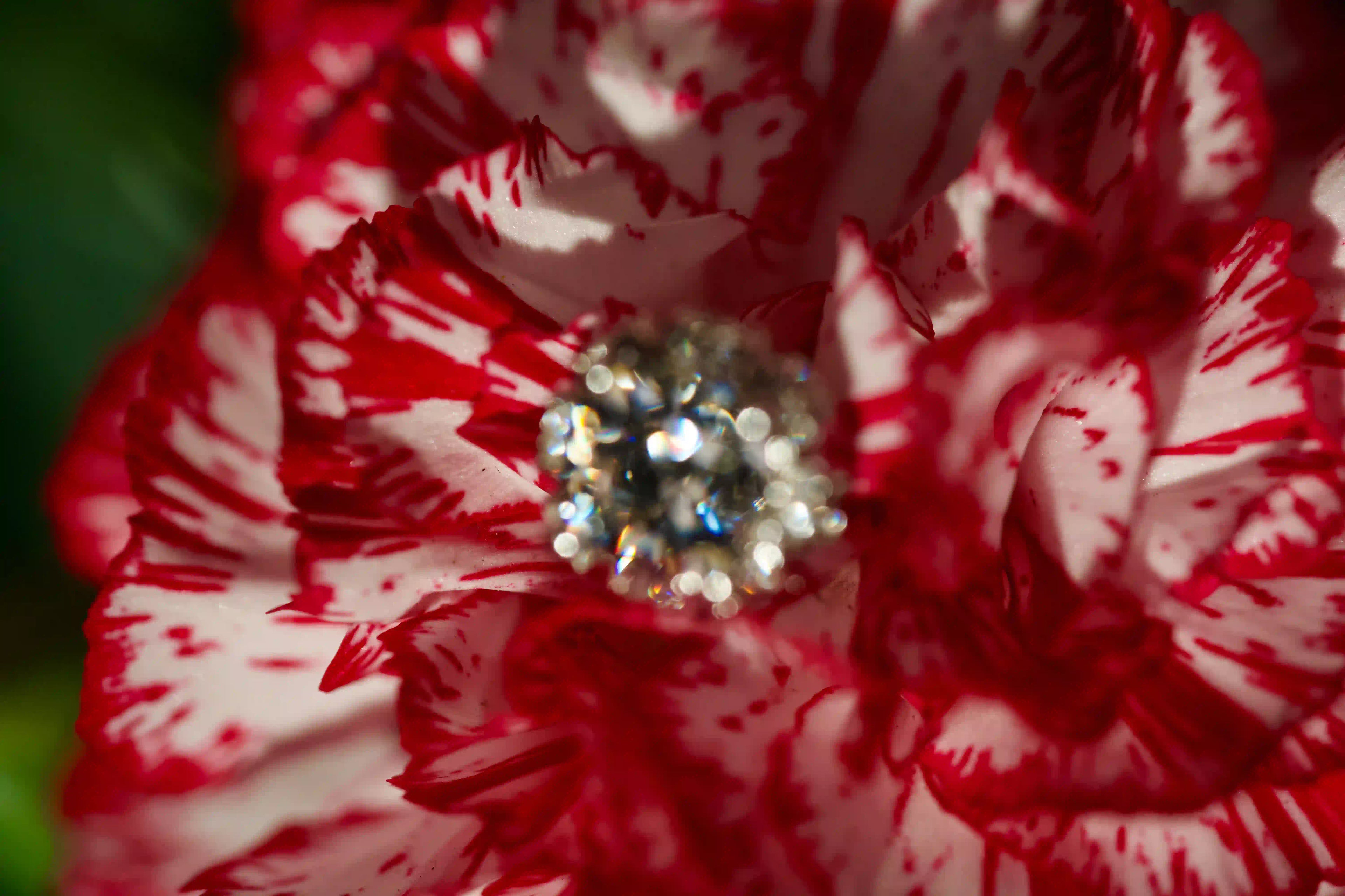 Unscharfe Makroaufnahme von Moissanite Blüten Ohrsteckern im echten Licht. Funkelnder 925 Silber Schmuck mit diamantähnlicher Härte für langlebigen Alltagsschmuck und zeitlose Geschenke mit intensivem Funkeln.