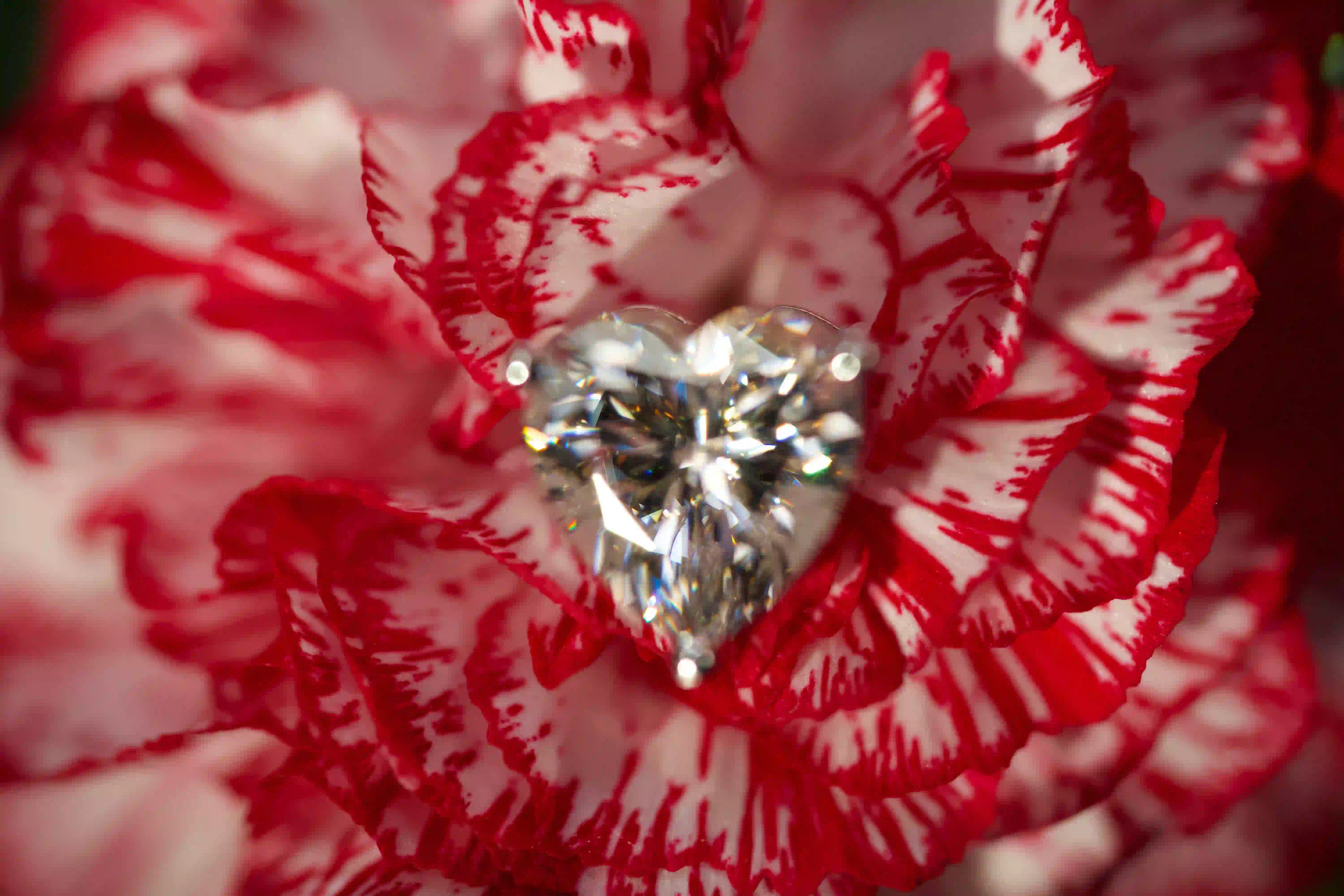 Unscharfe echte Fotos von Herzschliff Moissanite Ohrsteckern auf rot weißer Blume im echten Licht. Funkelt stärker als Diamanten und bleibt dank diamantähnlicher Härte langlebig im Alltag.
