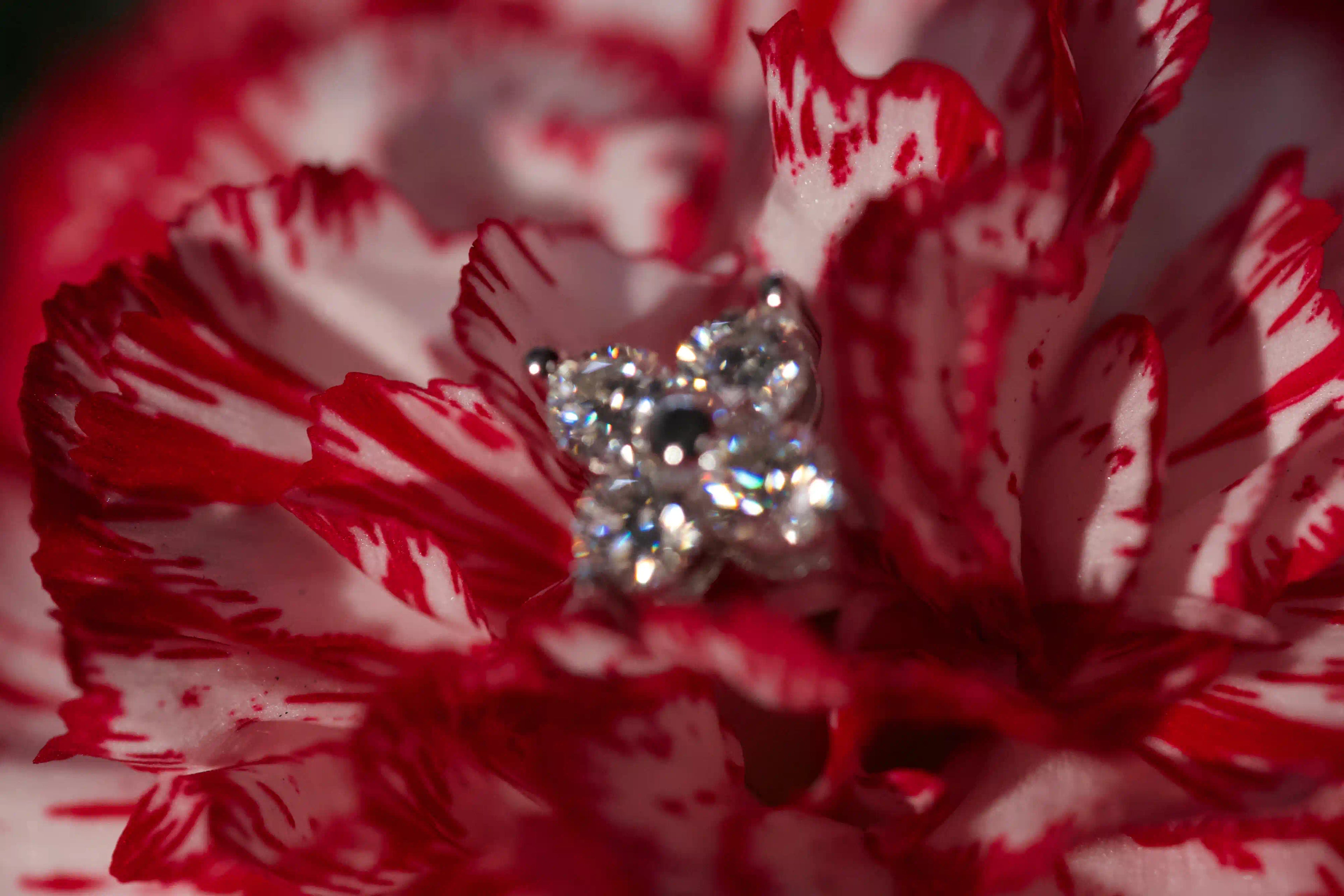 Unscharfe Makroaufnahme von Moissanite Blumen Ohrsteckern auf rot weißer Blüte. Echte Fotos von funkelndem Moissanite Schmuck mit diamantähnlicher Härte für langlebiges Tragen im Alltag. Zeitlose Ohrstecker aus 925 Silber und Weißgold als Geschenkidee mit starkem Funkeln.