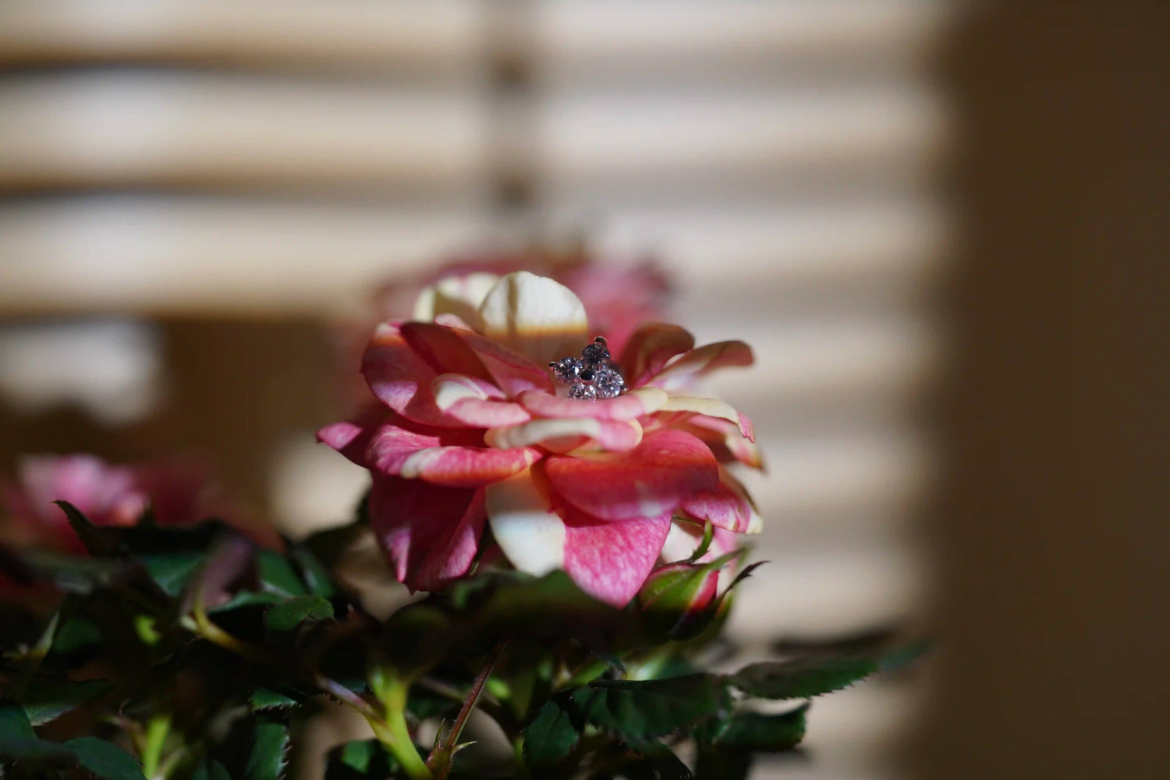 Hochwertige Moissanite Schmuck Ohrstecker mit Moissanite Steinen auf einer Blume abgelegt
